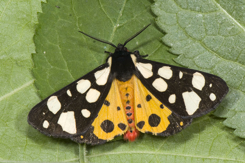 Arctia villica ♂ - Erebidae